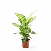 Dieffenbachia seguine 'Mars' potted plant in nursery pot on white background.