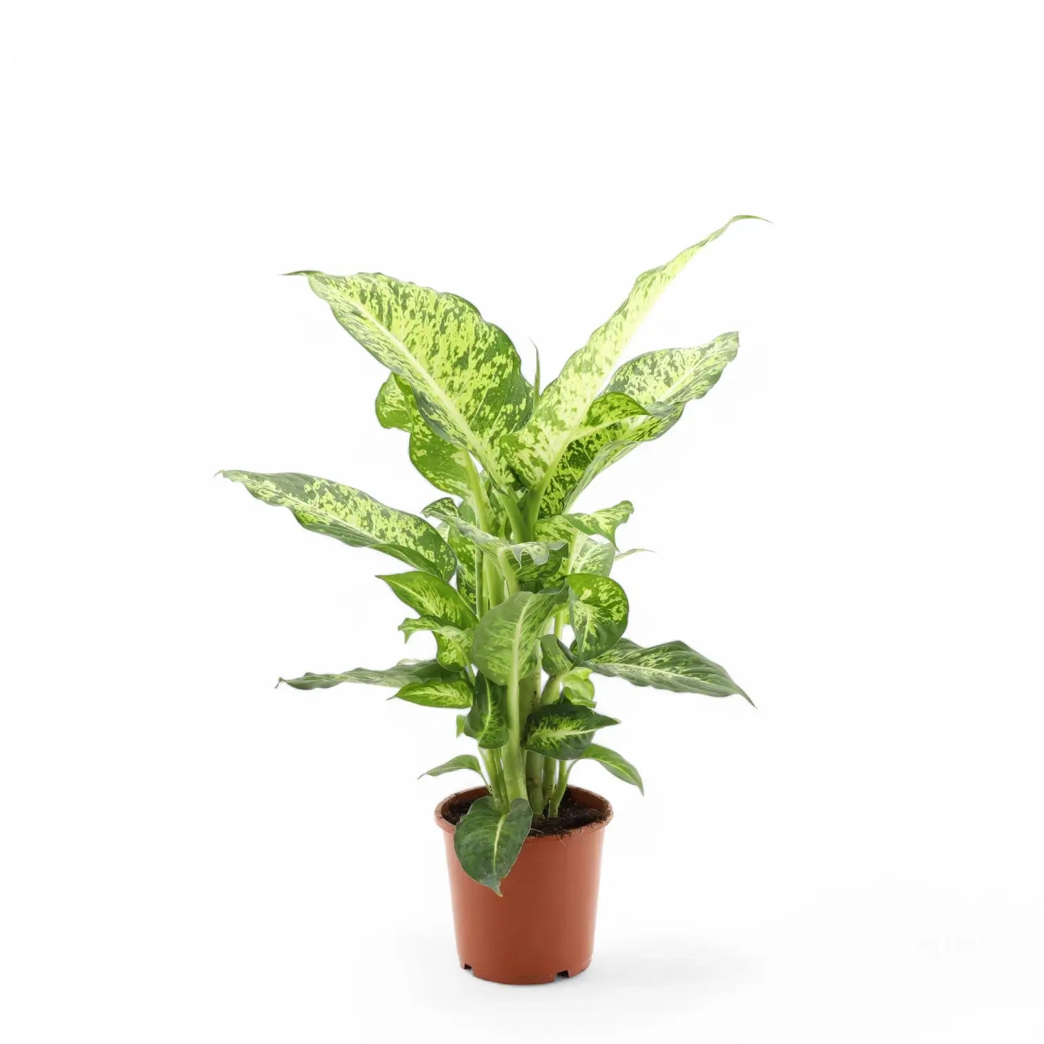 Dieffenbachia seguine 'Mars' potted plant in nursery pot on white background.