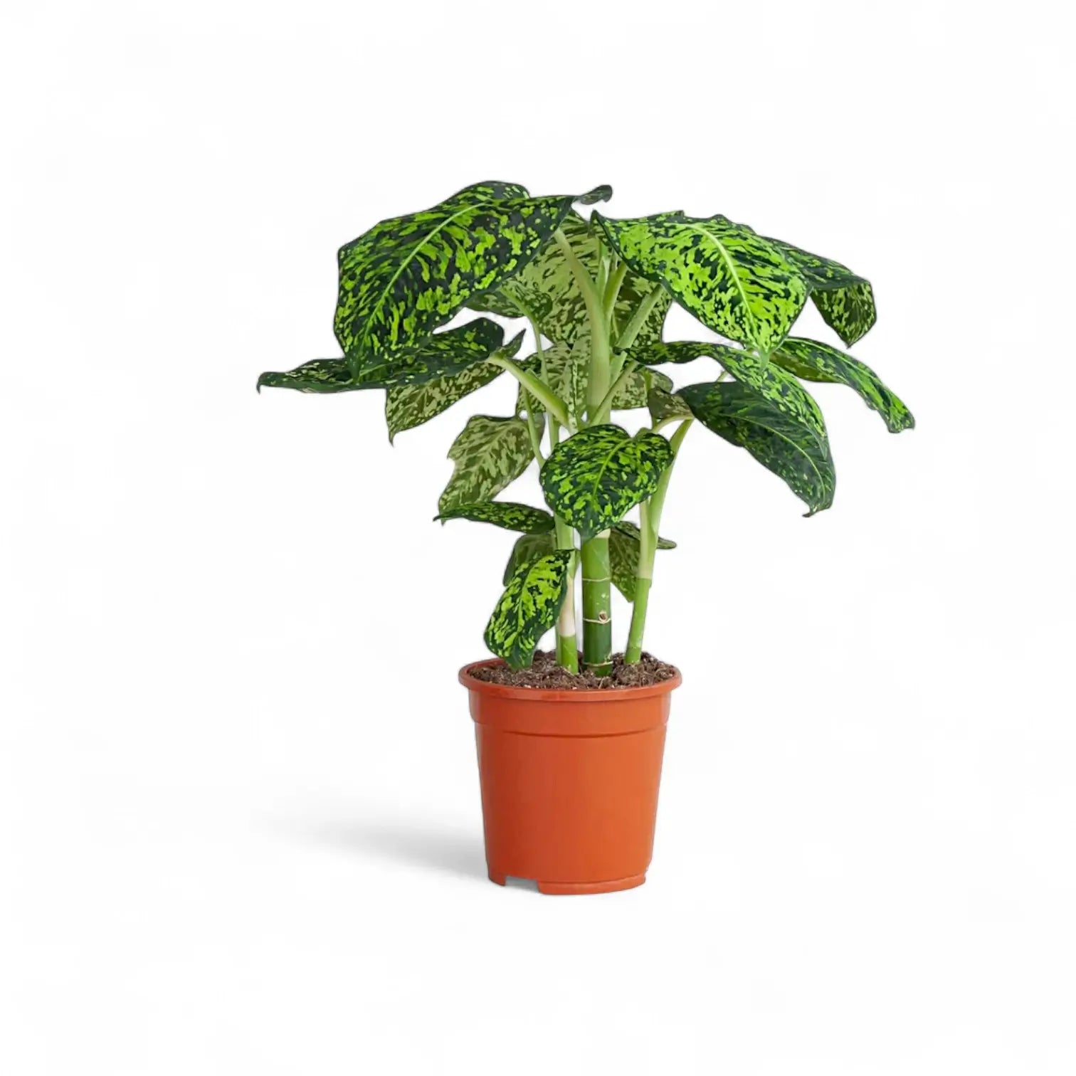 Dieffenbachia seguine 'Reflector' potted plant in nursery pot on white background.