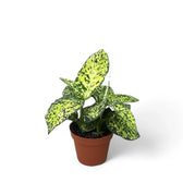 Dieffenbachia seguine 'Reflector' potted plant in nursery pot on white background.