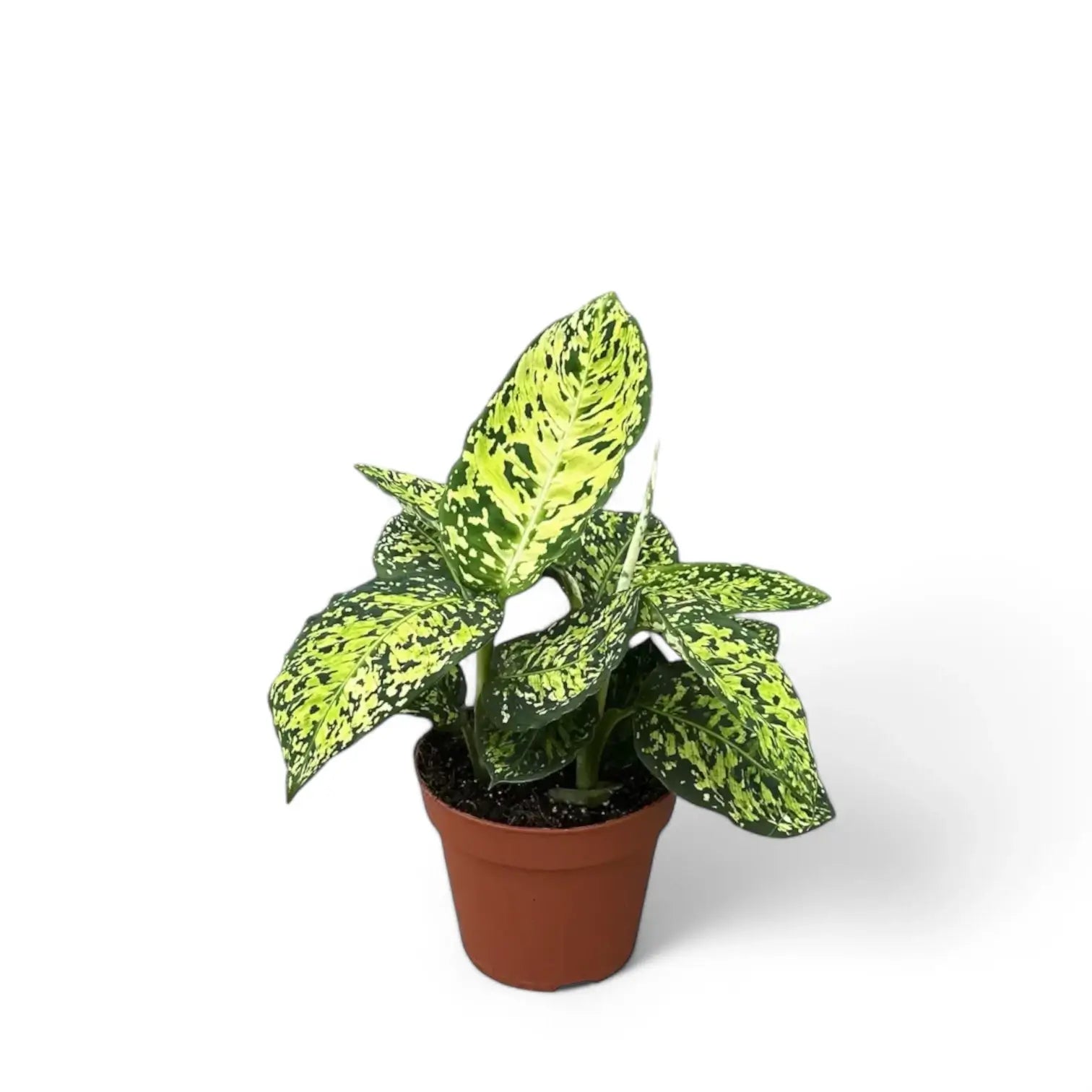 Dieffenbachia seguine 'Reflector' potted plant in nursery pot on white background.