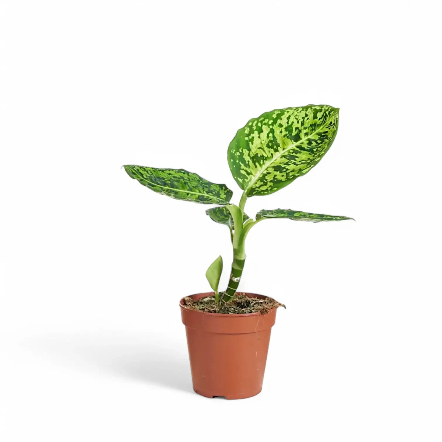 Dieffenbachia seguine 'Reflector' potted plant in nursery pot on white background.