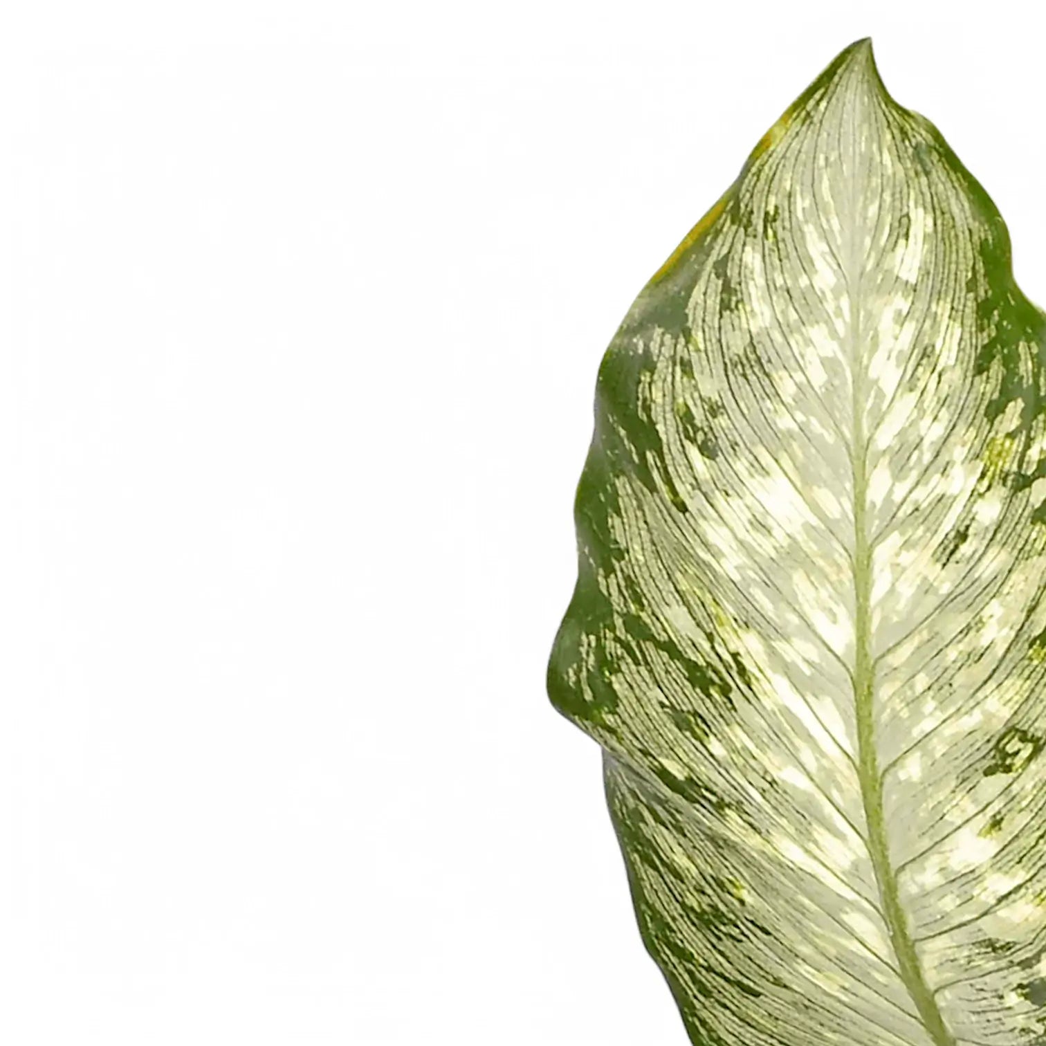 Dieffenbachia seguine 'Tiki' – Blattdetail vor weißem Hintergrund..