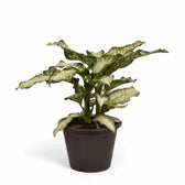 Dieffenbachia seguine 'Tiki' Zimmerpflanze im Anzuchttopf vor weißem Hintergrund, Produktfoto 3.