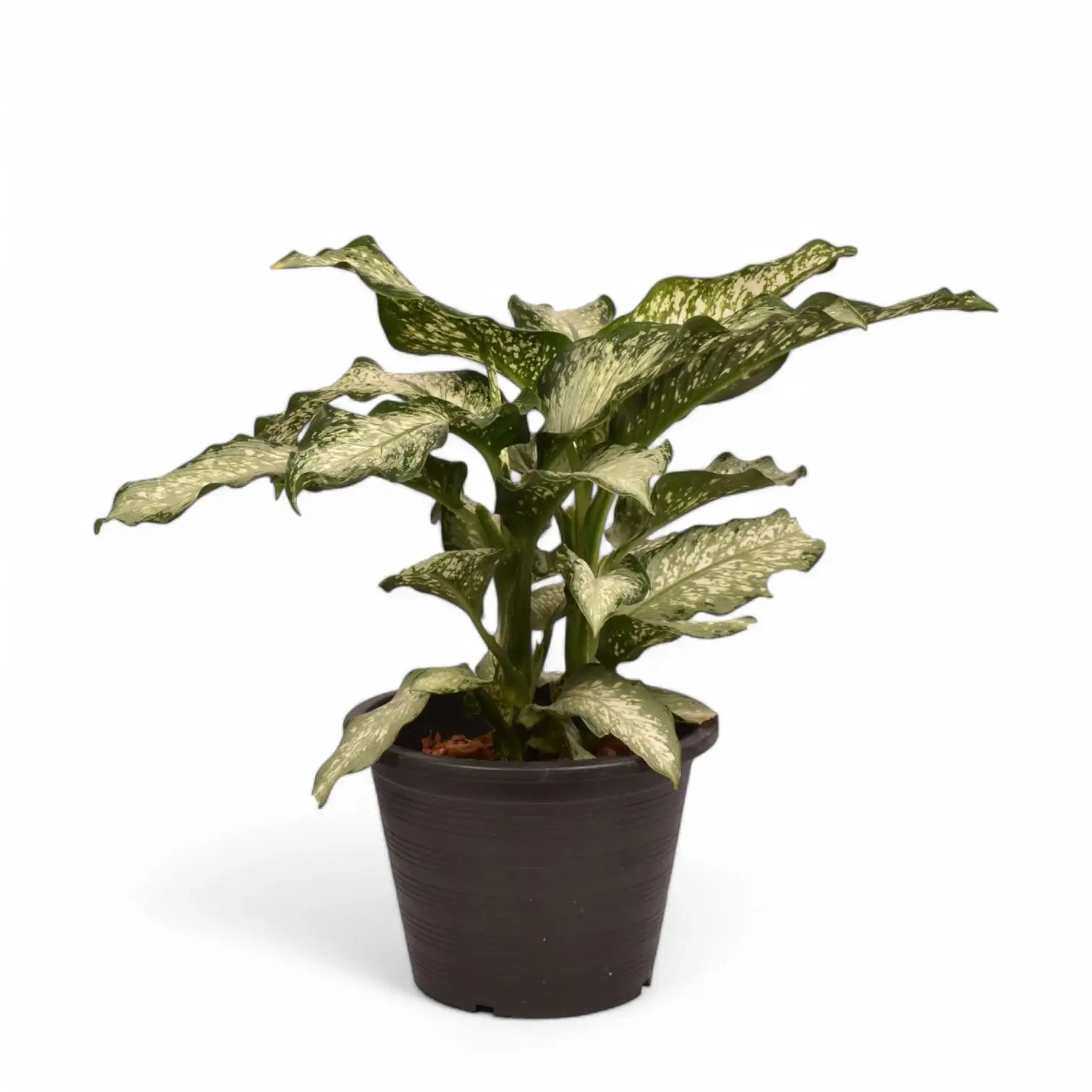 Dieffenbachia seguine 'Tiki' Zimmerpflanze im Anzuchttopf vor weißem Hintergrund, Produktfoto 3.