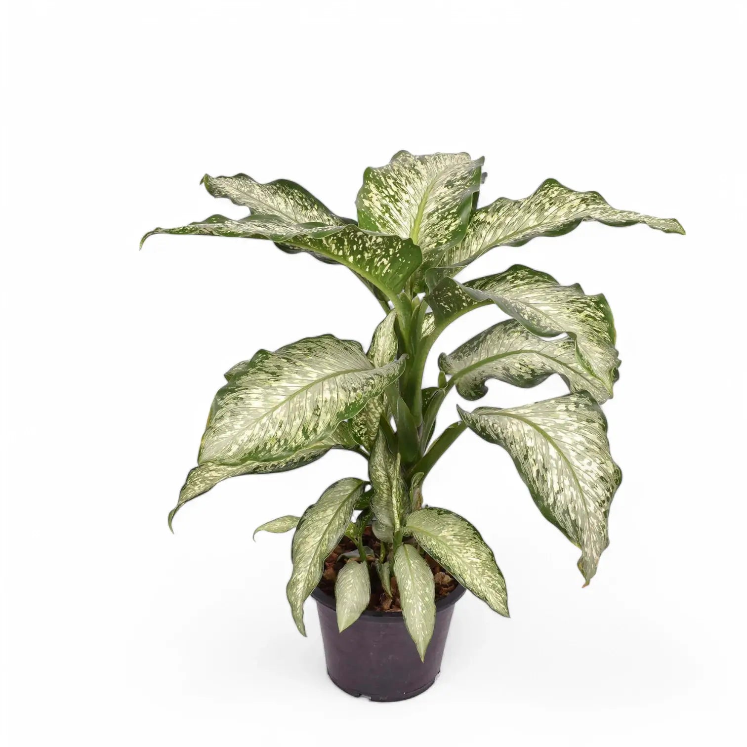 Dieffenbachia seguine 'Tiki' Zimmerpflanze im Anzuchttopf vor weißem Hintergrund, Produktfoto 4.