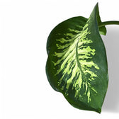dieffenbachia seguine tropic snow Dieffenbachia seguine 'Tropic Snow' – Lime-Splashed Dark Foliage