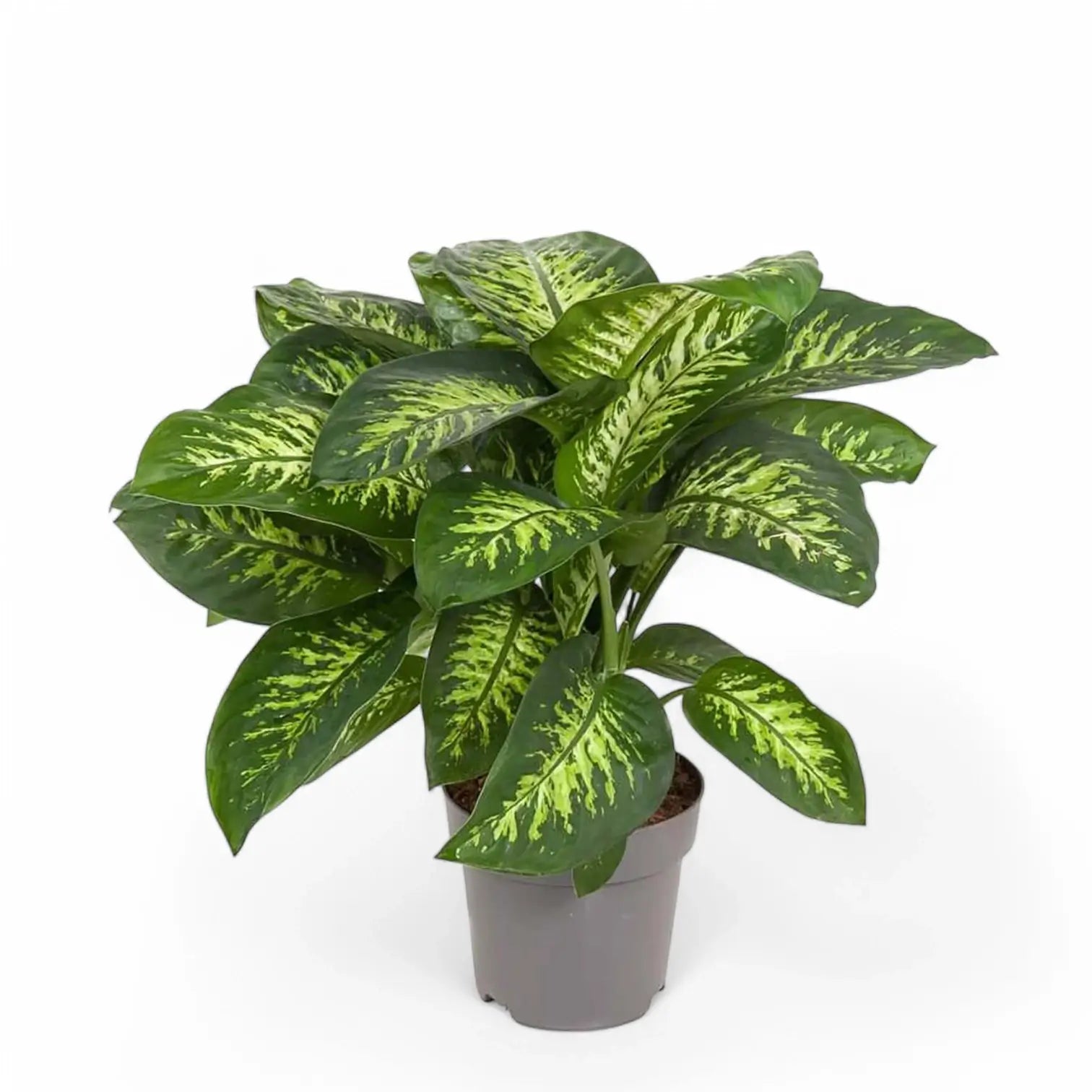 Dieffenbachia seguine 'Tropic Snow' potted plant in nursery pot on white background.