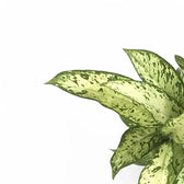Dieffenbachia seguine 'Vesuvius' – Blattdetail vor weißem Hintergrund..