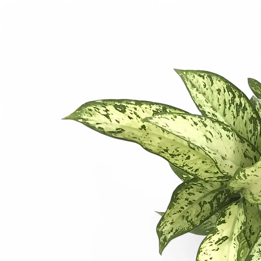 Dieffenbachia seguine 'Vesuvius' close-up of leaf on white background.