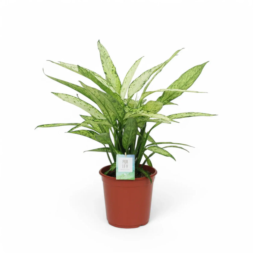 Dieffenbachia seguine 'Vesuvius' potted plant in nursery pot on white background.