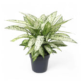 Dieffenbachia seguine 'Vesuvius' Zimmerpflanze im Anzuchttopf vor weißem Hintergrund, Produktfoto 4.
