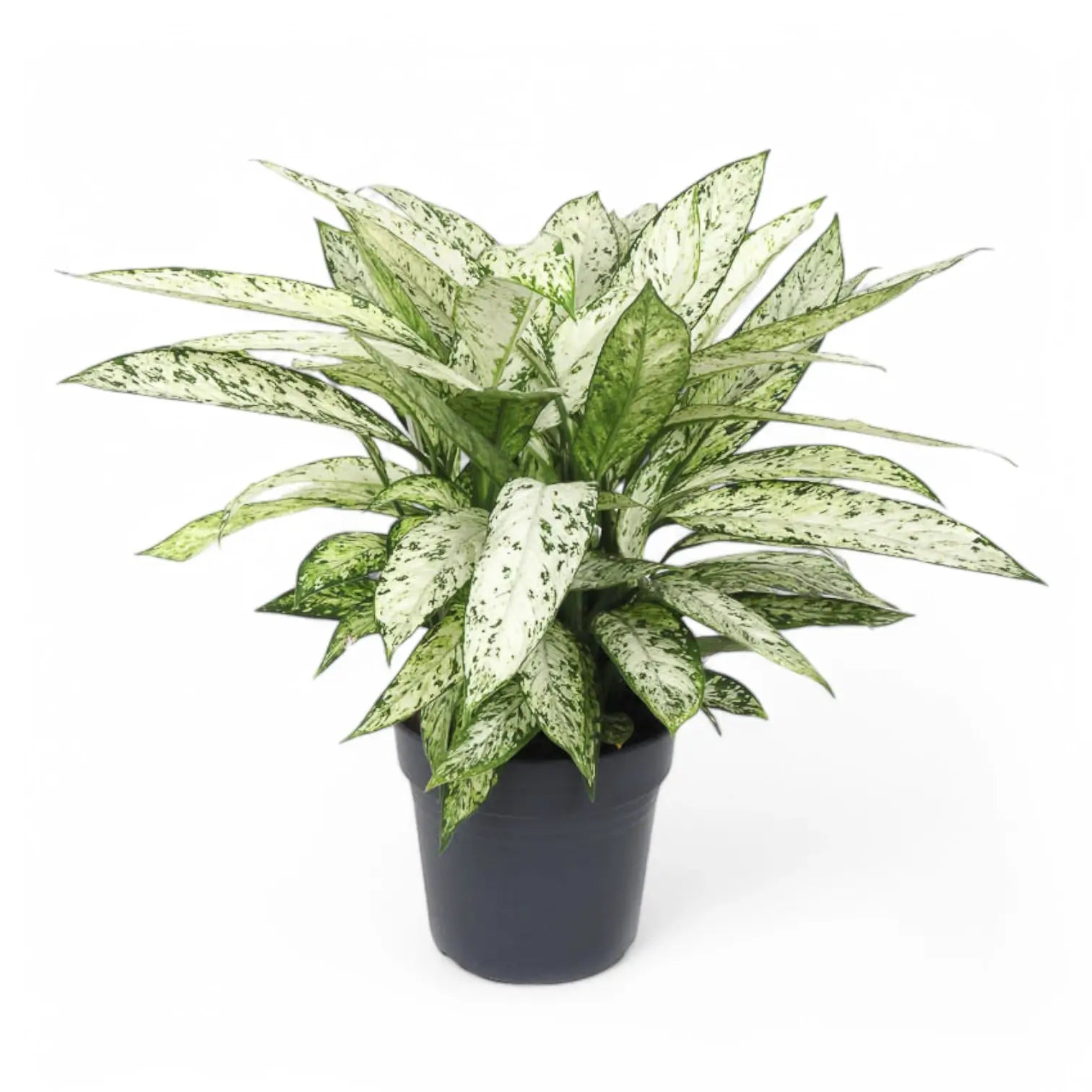 Dieffenbachia seguine 'Vesuvius' Zimmerpflanze im Anzuchttopf vor weißem Hintergrund, Produktfoto 4.
