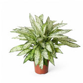 Dieffenbachia seguine 'Vesuvius' Zimmerpflanze im Anzuchttopf vor weißem Hintergrund, Produktfoto 5.