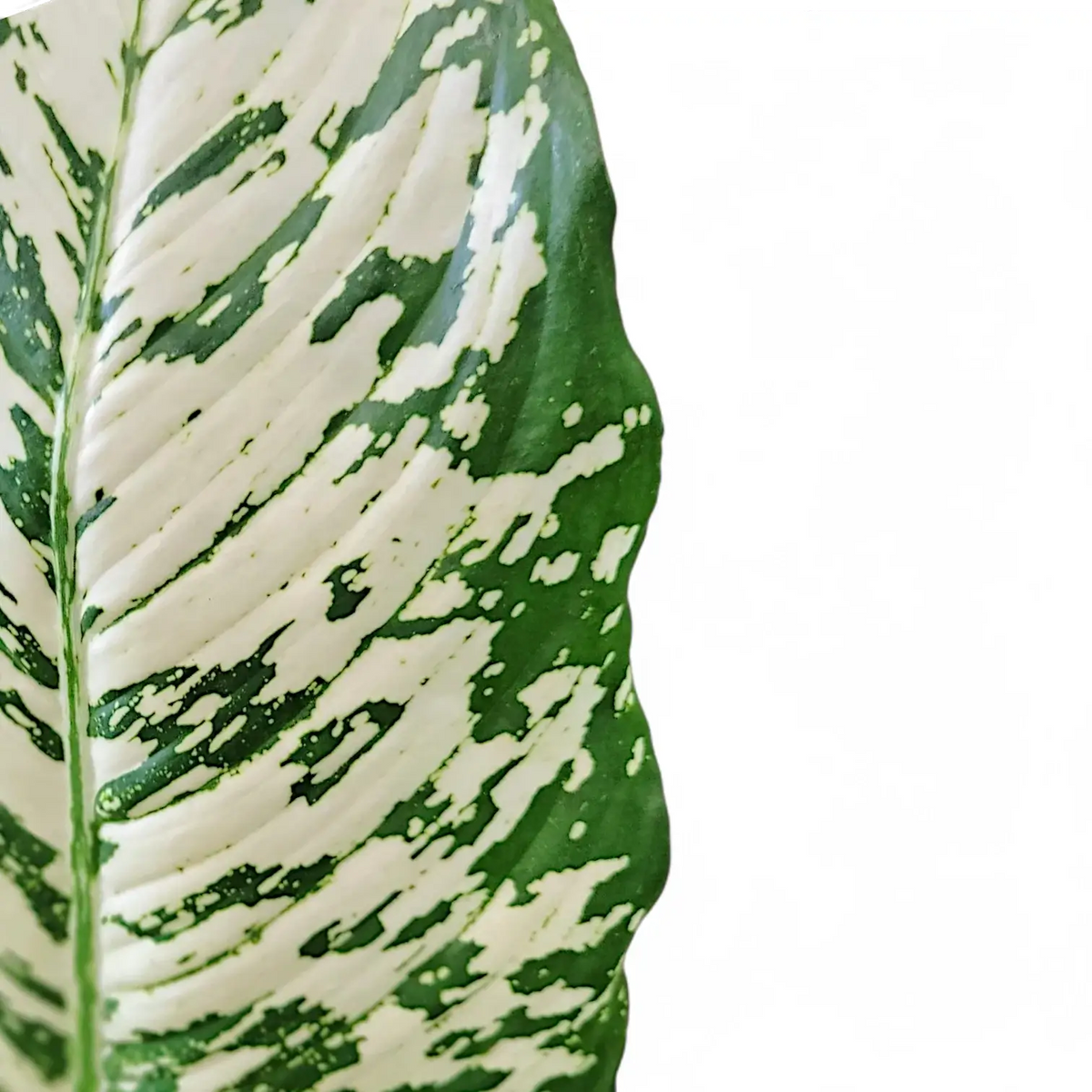 Dieffenbachia seguine 'White Etna' – Bold White Variegated Dumb Cane