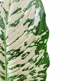 Dieffenbachia seguine 'White Etna' close-up of leaf on white background.