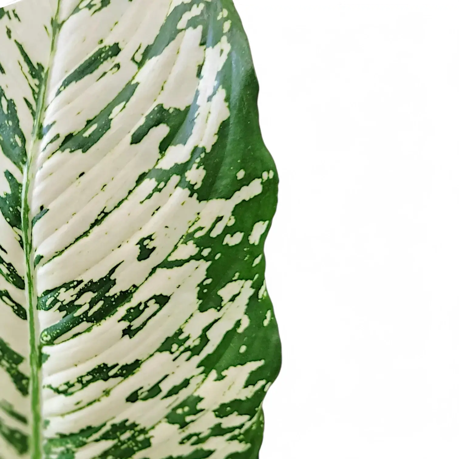 Dieffenbachia seguine 'White Etna' close-up of leaf on white background.