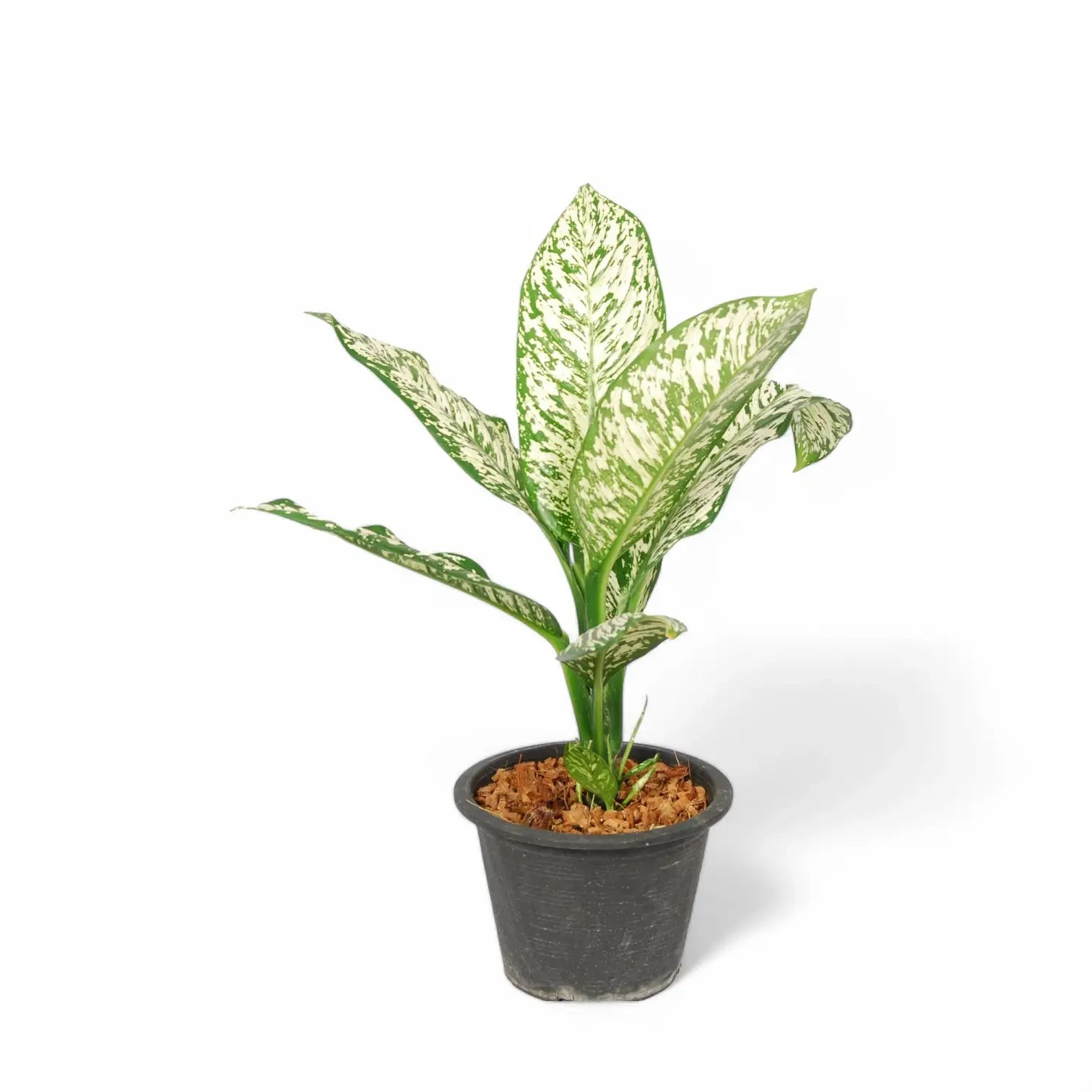 Dieffenbachia seguine 'White Etna' potted plant in nursery pot on white background.