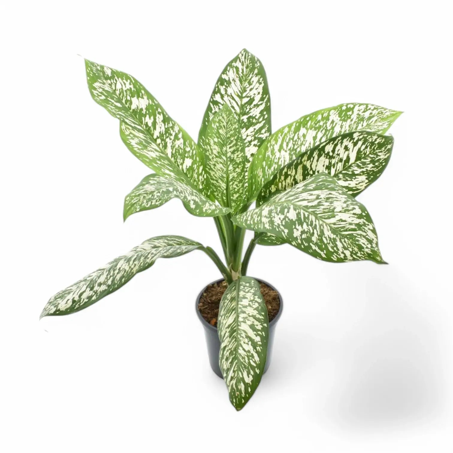 Dieffenbachia seguine 'White Etna' potted plant in nursery pot on white background.