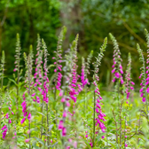 Digitalis purpurea 'Gloxiniiflora' – Detailaufnahme.
