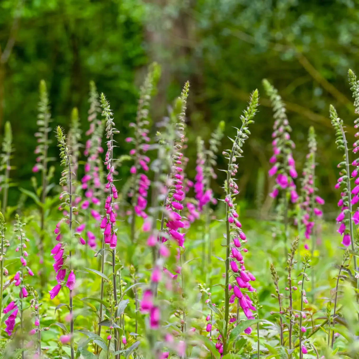 Digitalis purpurea 'Gloxiniiflora' – Detailaufnahme.