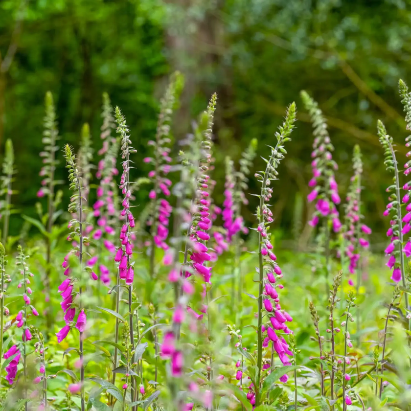 Digitalis purpurea 'Gloxiniiflora' detail shot.