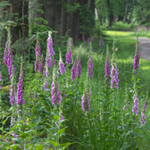 Digitalis purpurea 'Gloxiniiflora' – Nahaufnahme.