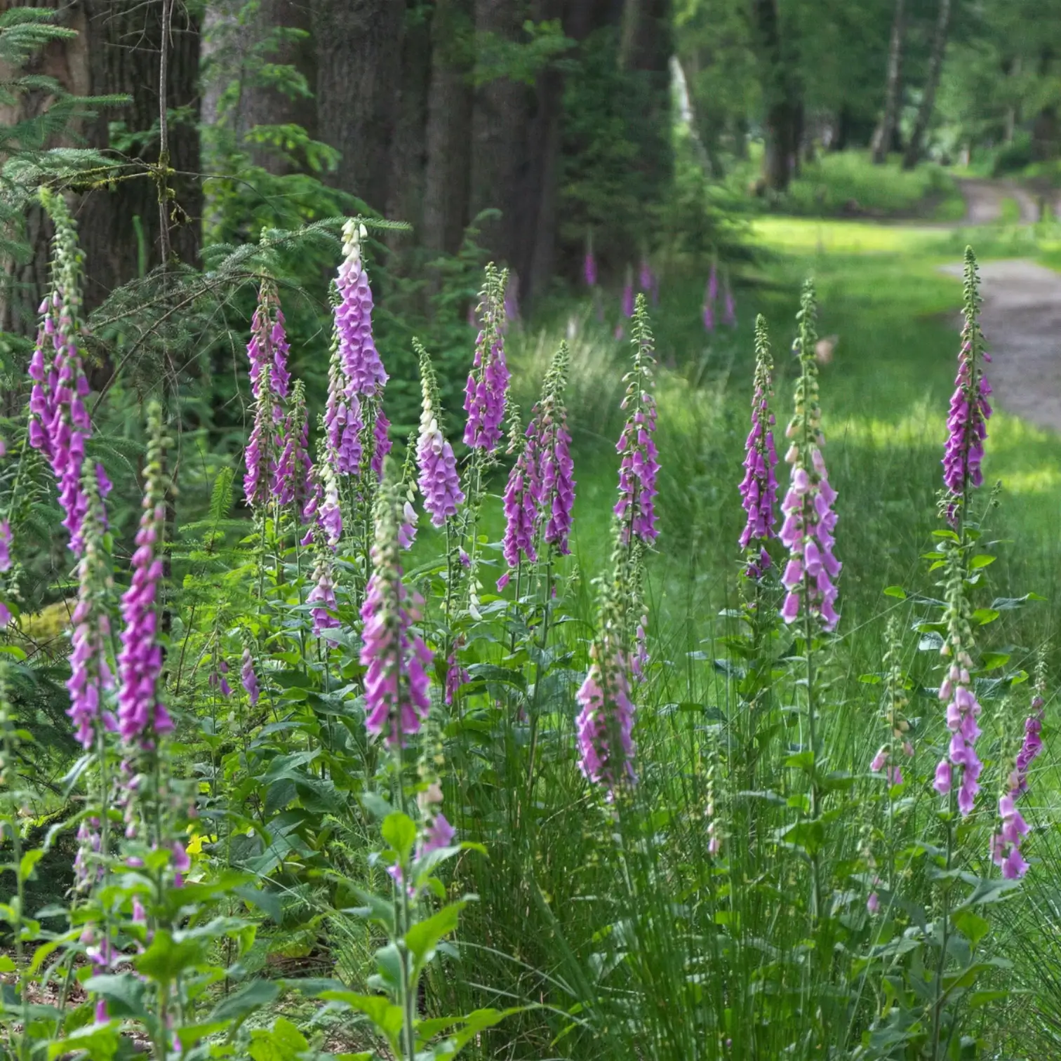 Digitalis purpurea 'Gloxiniiflora' – Nahaufnahme.