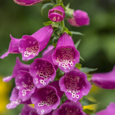 Digitalis purpurea 'Gloxiniiflora' – Nahaufnahme.