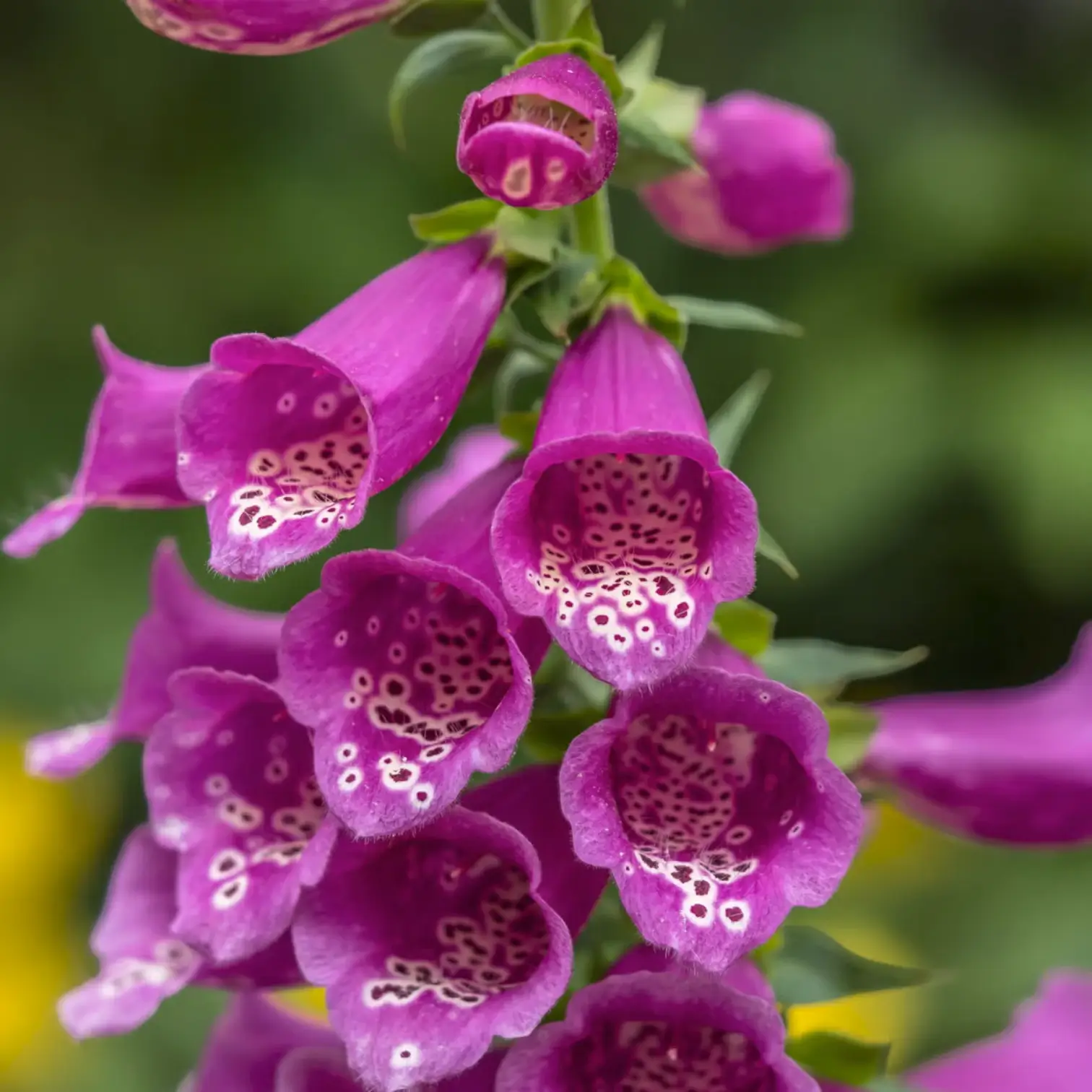 Digitalis purpurea 'Gloxiniiflora' – Nahaufnahme.