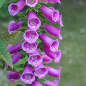 Digitalis purpurea 'Gloxiniiflora' – im Garten.