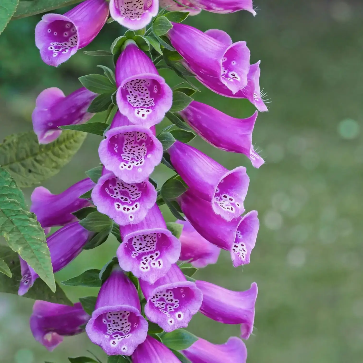 Digitalis purpurea 'Gloxiniiflora' – im Garten.