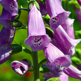 Digitalis purpurea 'Gloxiniiflora' – Detailaufnahme der Pflanze.