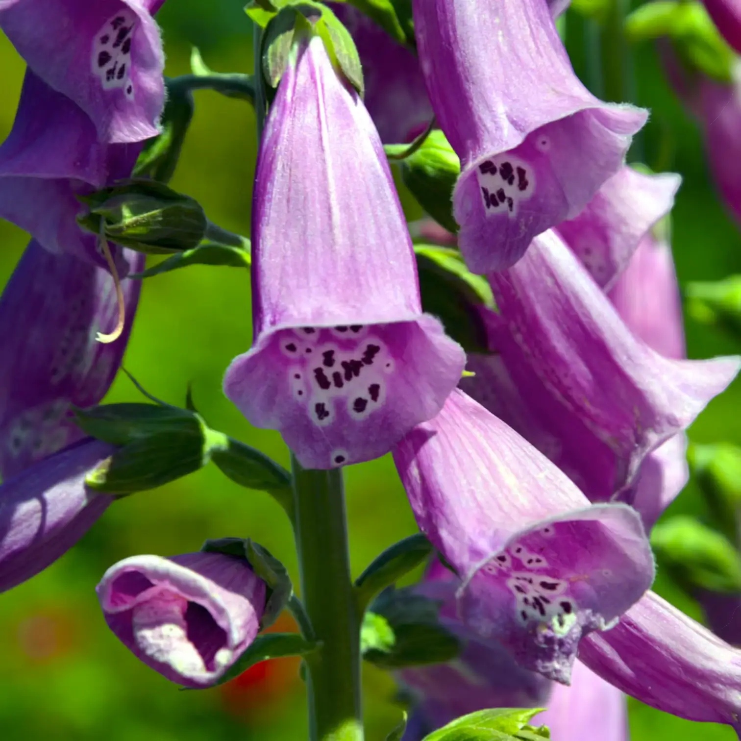 Digitalis purpurea 'Gloxiniiflora' – Detailaufnahme der Pflanze.