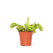 Dionaea muscipula potted plant in nursery pot on white background.