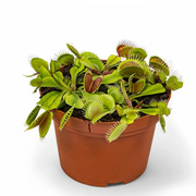Dionaea muscipula potted plant in nursery pot on white background.
