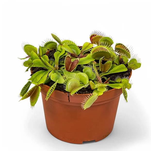 Dionaea muscipula potted plant in nursery pot on white background.