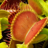 Dionaea muscipula potted plant in nursery pot on white background.