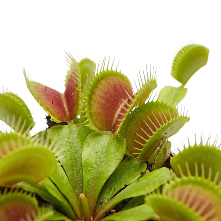 Geöffnete Fallen von Dionaea muscipula mit zahnartigen Borsten am Rand