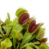 Geöffnete Fallen von Dionaea muscipula mit zahnartigen Borsten am Rand