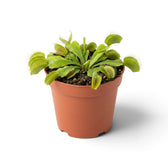 Dionaea muscipula mit geöffneten Fallen im Kulturtopf