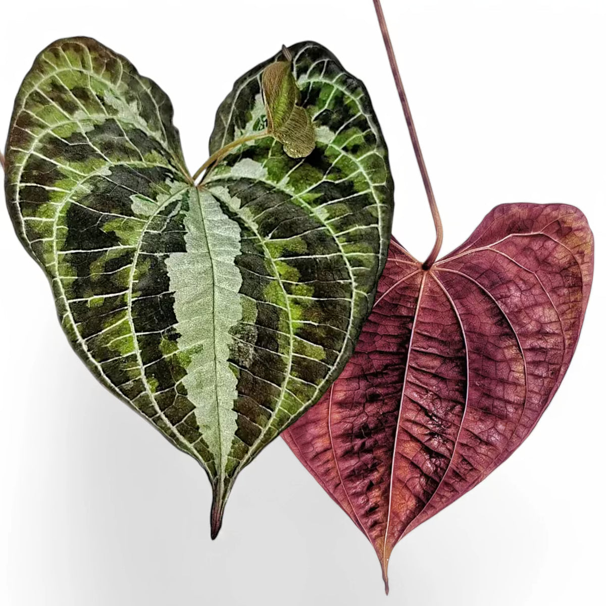 dioscorea altissima Dioscorea discolor – Colourful Foliage Yam Vine