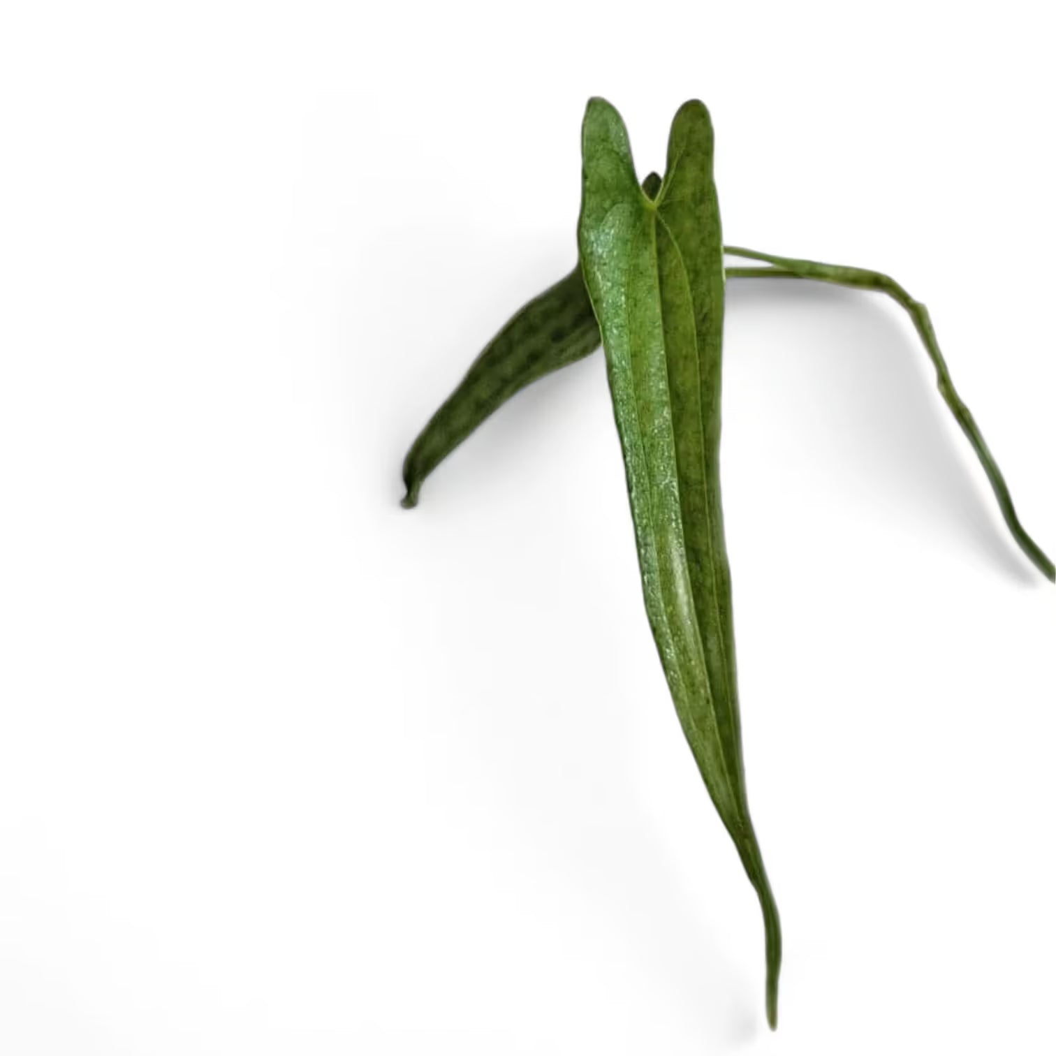 Dioscorea sp Borneo (narrow leaf) leaf detail on white background.