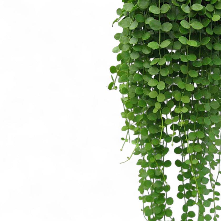 Dischidia nummularia close-up of leaf on white background.