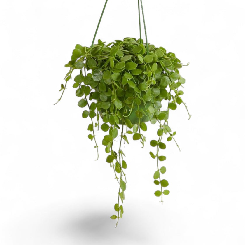 Dischidia nummularia potted plant in nursery pot on white background.