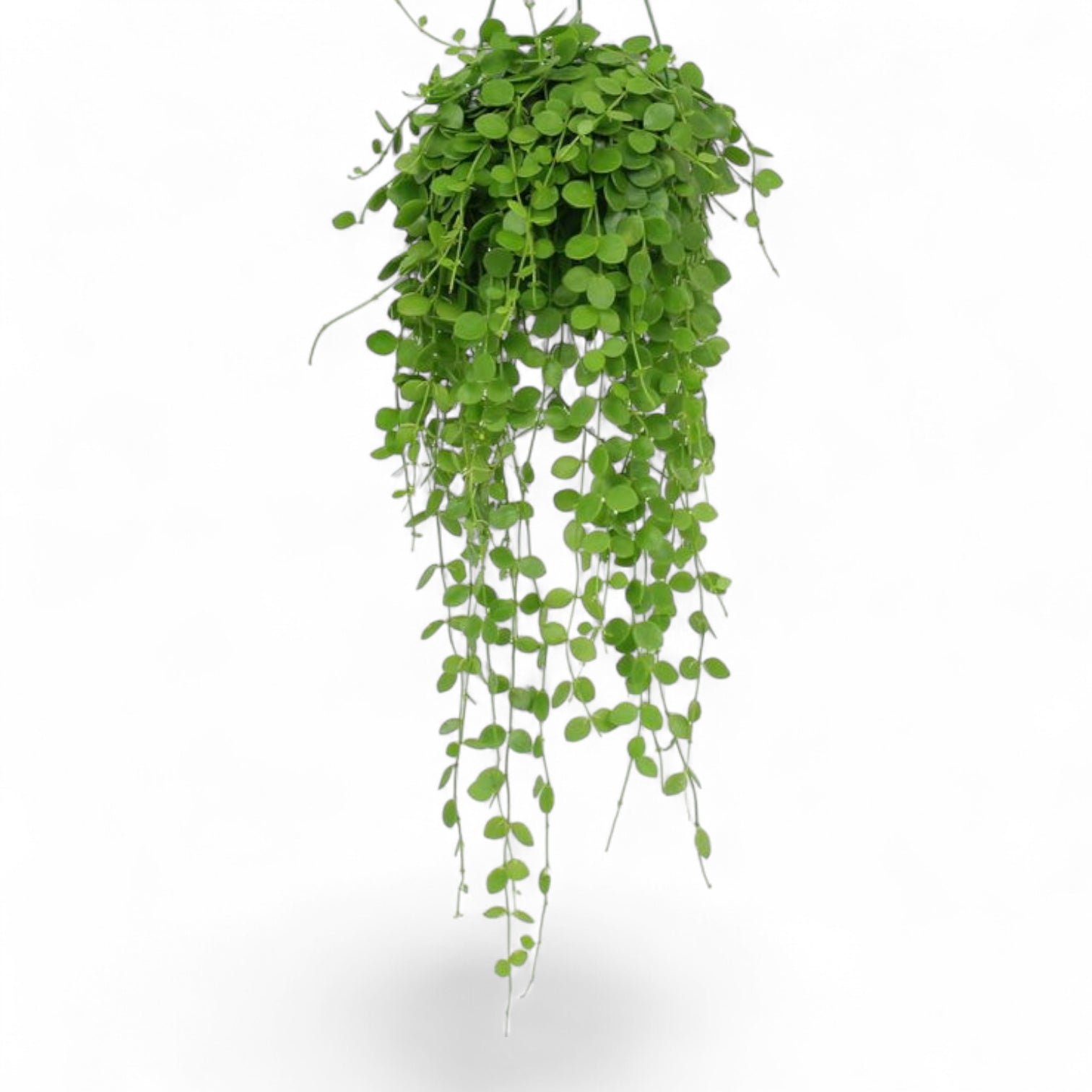 Dischidia nummularia potted plant in nursery pot on white background.