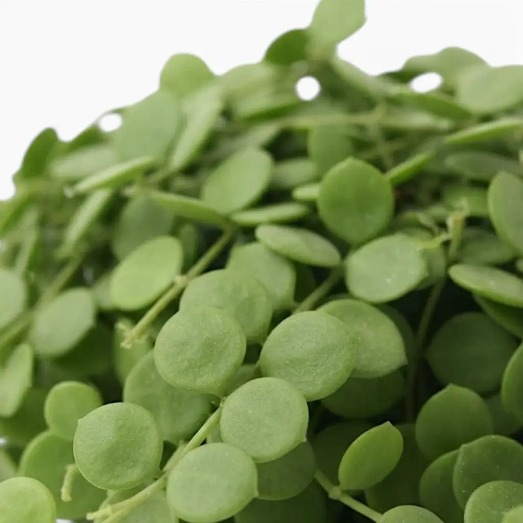 Close-up of Dischidia nummularia leaves.