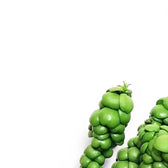 Dischidia nummularia 'Pangolin Kisses' leaf detail on white background.