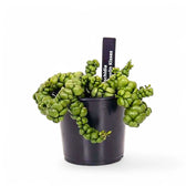 Dischidia nummularia 'Pangolin Kisses' potted plant in nursery pot on white background.