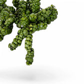 Dischidia nummularia 'Pangolin Kisses' potted plant in nursery pot on white background.